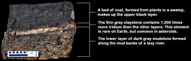 A bed of coal, formed from plants in a swamp, makes up the upper black layer. The thin gray claystone contains 1,000 times more iridium than the other layers. This element is rare on Earth, but common in asteroids. The lower layer of dark gray mudstone formed along the mud banks of a lazy river.